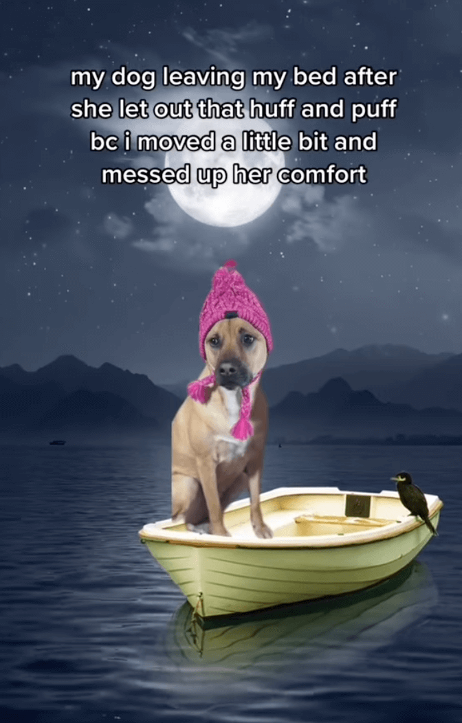 Social image of a dog wearing a wooly pink hat sitting in a life boat at night, captioned "my dog leaving my bed after she let out that huff and puff bc i moved a little bit and messed up her comfort"