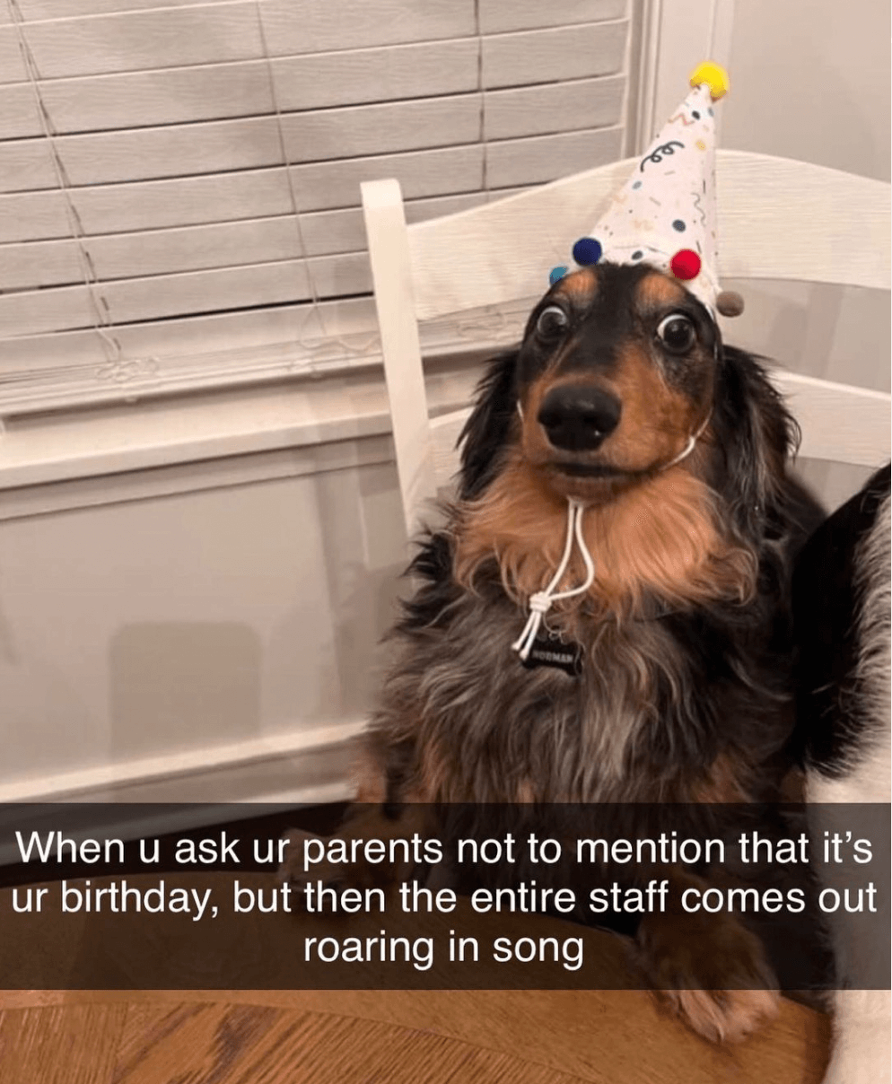 Social image showing an alarmed dog wearing a party hat, captioned "When u ask ur parents not to mention that it's ur birthday, but then the entire staff comes out roaring in song"